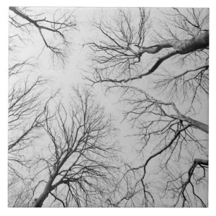 Carreau Arbres sans feuilles en bois de Thiepval
