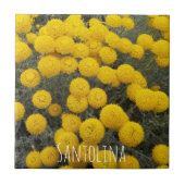 Carreau Arbuste à fleurs de Santolina jaune Floral (Devant)