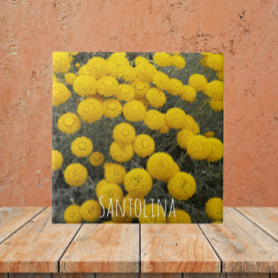 Carreau Arbuste à fleurs de Santolina jaune Floral