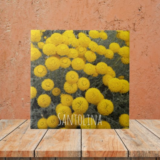 Carreau Arbuste à fleurs de Santolina jaune Floral