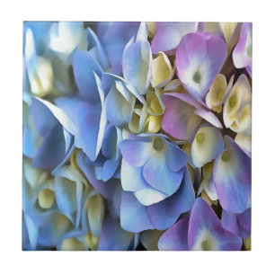 Carreau Arbuste bleu Hydrangea Arbuste Artistique Bossom
