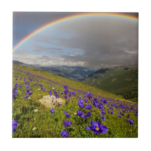 Carreau Arc-en-ciel au-dessus d'un pré fleurissant (Devant)