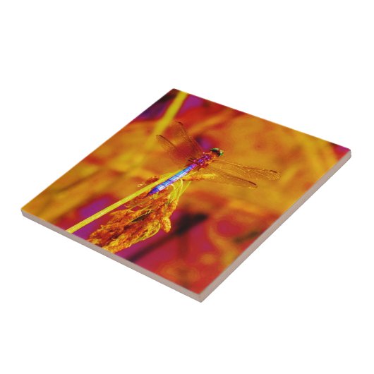 Carreau Arc-en-ciel libellule sur ambre et fuschie (Côté)