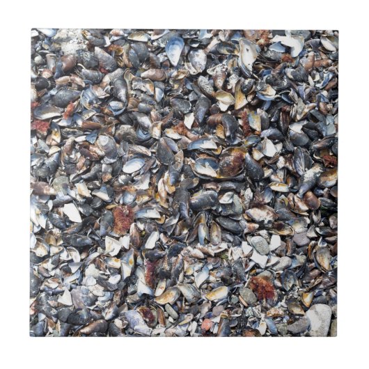 Carreau Arrière - plan de coquillages (Devant)