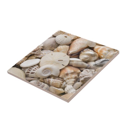 Carreau Arrière - plan de Shell de mer de la Floride - la (Côté)