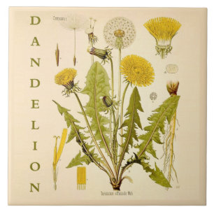 Carreau Art de cuisine vintage : feuilles de fleurs de pis