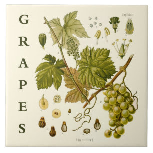 Carreau Art de cuisine vintage : Raisins verts vigne