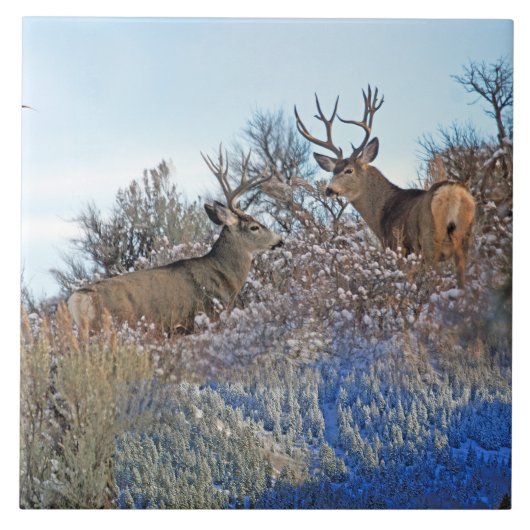 Carreau Art de faune de photoshop de photographie (Devant)