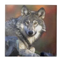 Art de Wolf Lovers