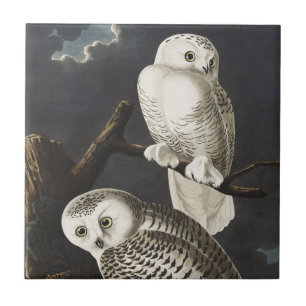 Carreau Art vintage de l'aigle de neige nocturne d'Audubon