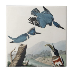 Carreau Art vintage d'oiseau martin-pêcheur à ceinture d'A