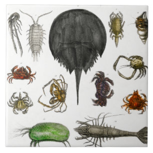 Carreau arthropode, insecte, biologie, animal, arthropodes