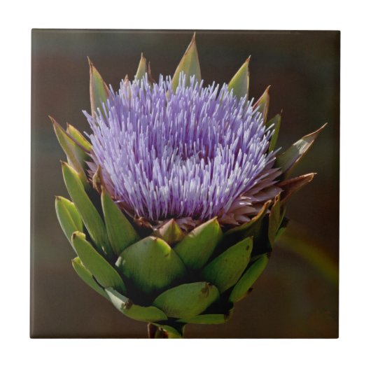 Carreau Artichaut, Cynara Cardunculus, en fleur (Devant)