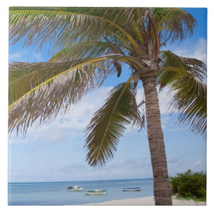 Carreau Aruba, palmier sur la plage