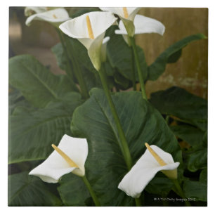 Carreau Arum ou zantedeschias, aethiopica de Zantedeschia,