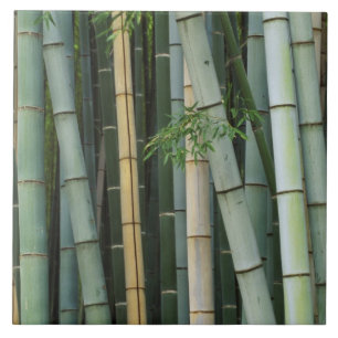 Carreau Asie, Japon, Kyoto, Arashiyama, Sagano, Bamboo