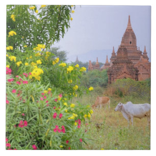 Carreau Asie, Myanmar (Birmanie), Bagan (Pagan). Vaches