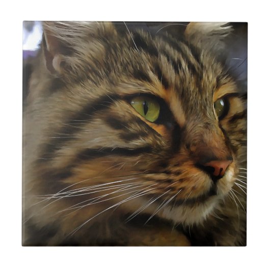 Carreau Aslan Le Long Haired Tabby Cat (Devant)