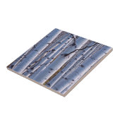 Carreau Aspens Dans Le Parc National De Gunnison (Côté)