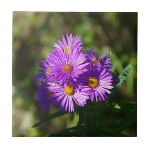Carreau Aster