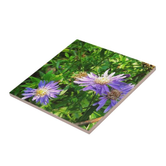 Carreau Asters de la Nouvelle Angleterre (Côté)