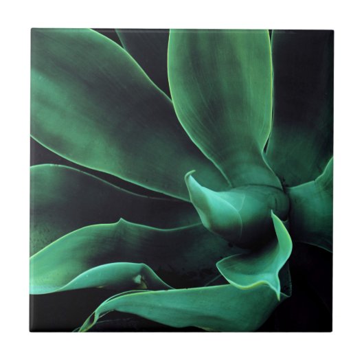 Carreau Atténuata Agave Vert (Devant)