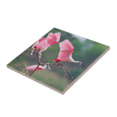 Carreau Atterrissage des spatules de rose (Ajaia Ajaja) (Côté)