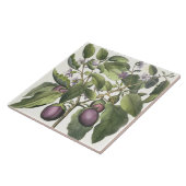 Carreau Aubergine : Pallido de fructu de Melanzana, du (Côté)