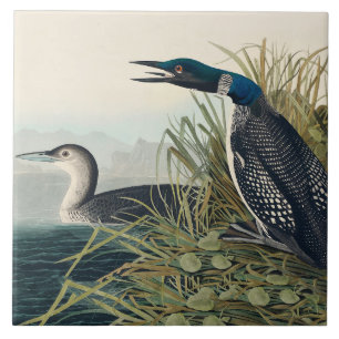 Carreau Audubon Bird Loon Diver Classic