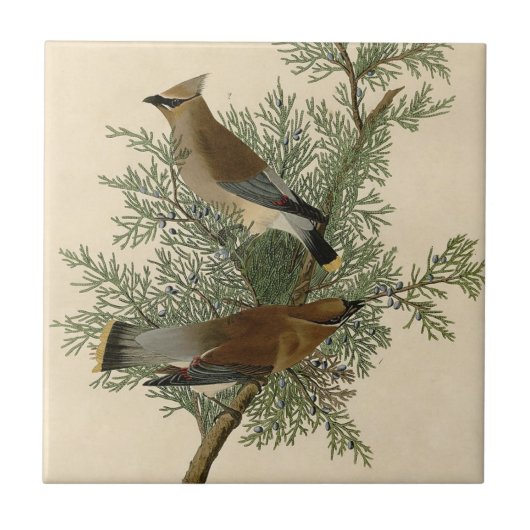 Carreau Audubon Cèdre cire oiseau (Devant)