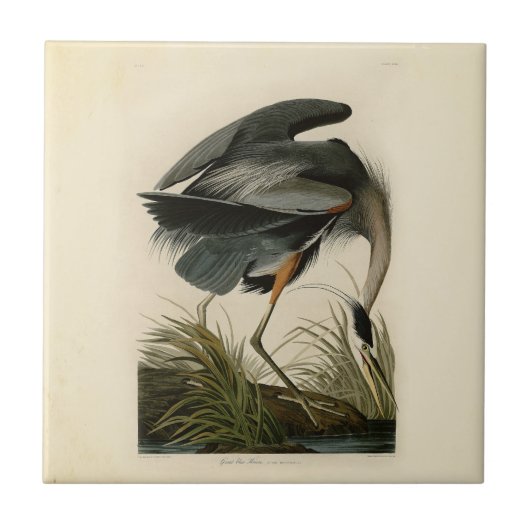 Carreau Audubon Great Blue Heron Marsh Bird (Devant)