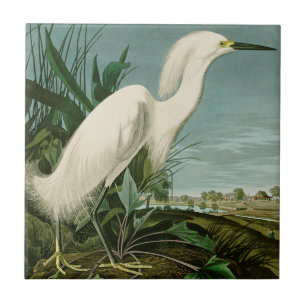 Carreau Audubon Héron de neige Oiseaux d'aigrettes blanche