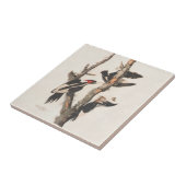 Carreau Audubon Ivory-Billed (Côté)