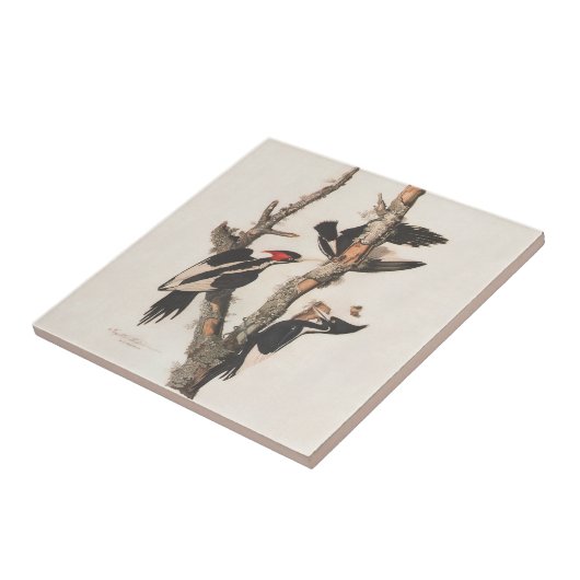 Carreau Audubon Ivory-Billed (Côté)