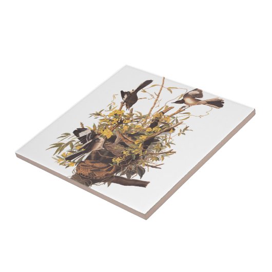 Carreau Audubon se moque des oiseaux (Côté)