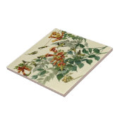 Carreau Audubon Throsé de colibri (Côté)