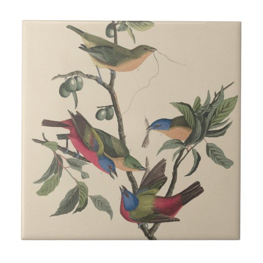 Carreau Audubon Vibrant Peint Bunting Faune Peinture (Devant)