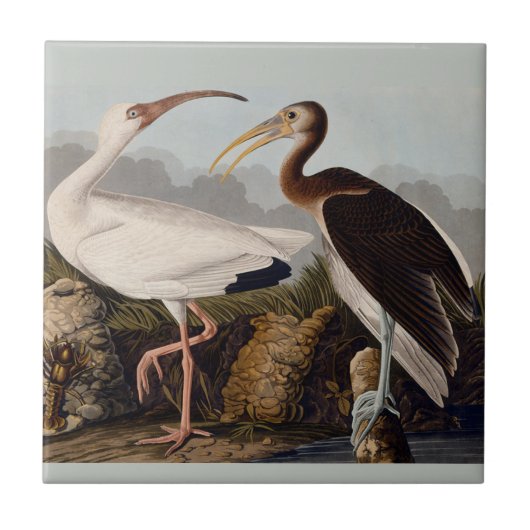 Carreau Audubon White Ibis Bird Wildlife (Devant)