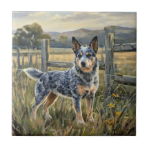 Australian Cattle Dog