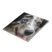 Carreau australian-shepherd-32.jpg (Côté)