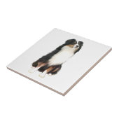 Carreau Australian Shepherd (A) - Tri Color (Côté)