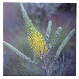 Carreau Australie, NT, près d'Ayers Rock. Floraison printa