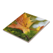 Carreau Automne (Côté)