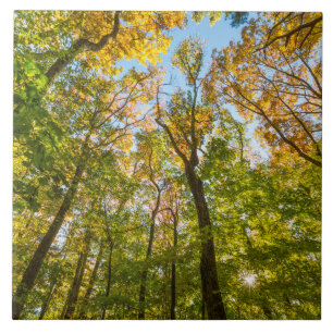Carreau Automne dans une forêt à Amesbury, Massachusetts