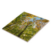 Carreau Automne dans une forêt à Amesbury, Massachusetts (Côté)