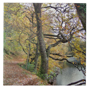 CARREAU AUTOMNE PAR LE LAC