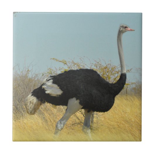 Carreau Autruche en course (Devant)