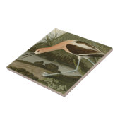 Carreau Avocette américaine (Côté)