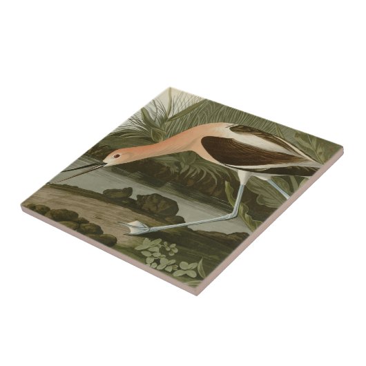 Carreau Avocette américaine (Côté)