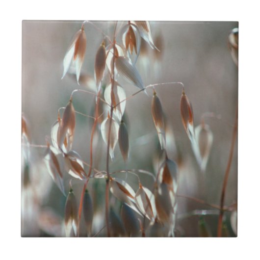 Carreau Avoine Mûre (Avena Sativa) Gros Plan. Ceres, Bolan (Devant)